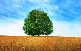 Tree In Field - Obrázkek zdarma pro HTC Wildfire