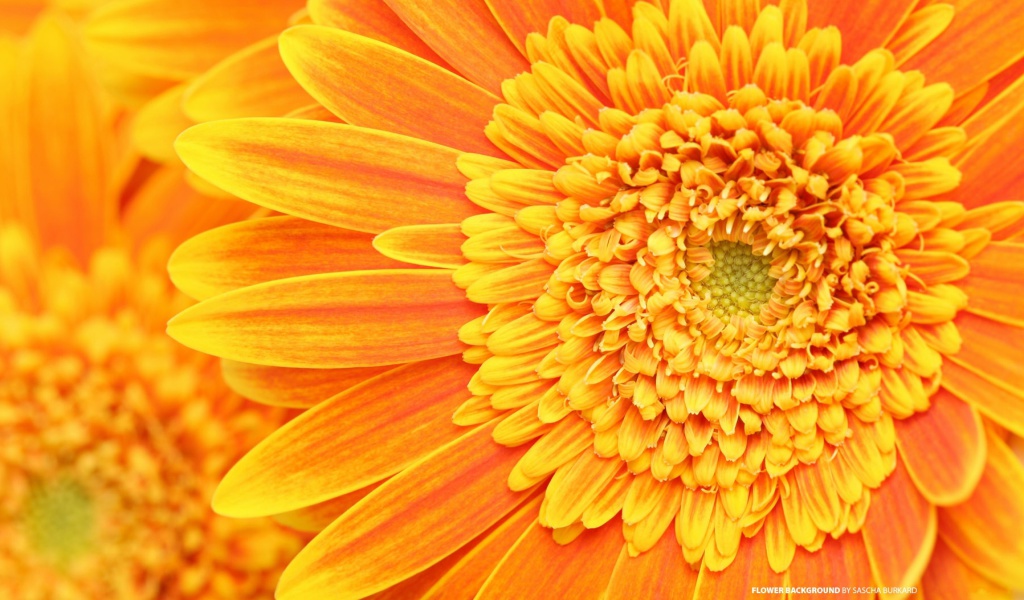 Das Closeup Orange Flower Wallpaper 1024x600