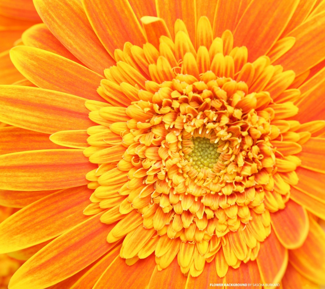 Closeup Orange Flower wallpaper 1080x960