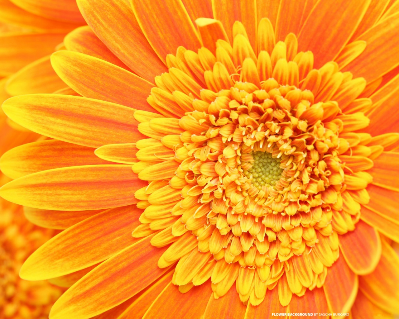 Sfondi Closeup Orange Flower 1280x1024