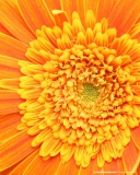 Sfondi Closeup Orange Flower 128x160
