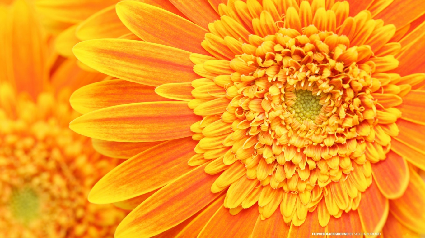 Closeup Orange Flower wallpaper 1366x768