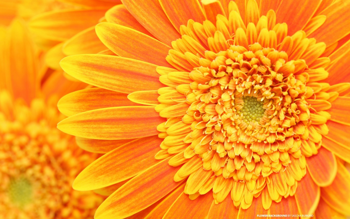 Fondo de pantalla Closeup Orange Flower 1440x900