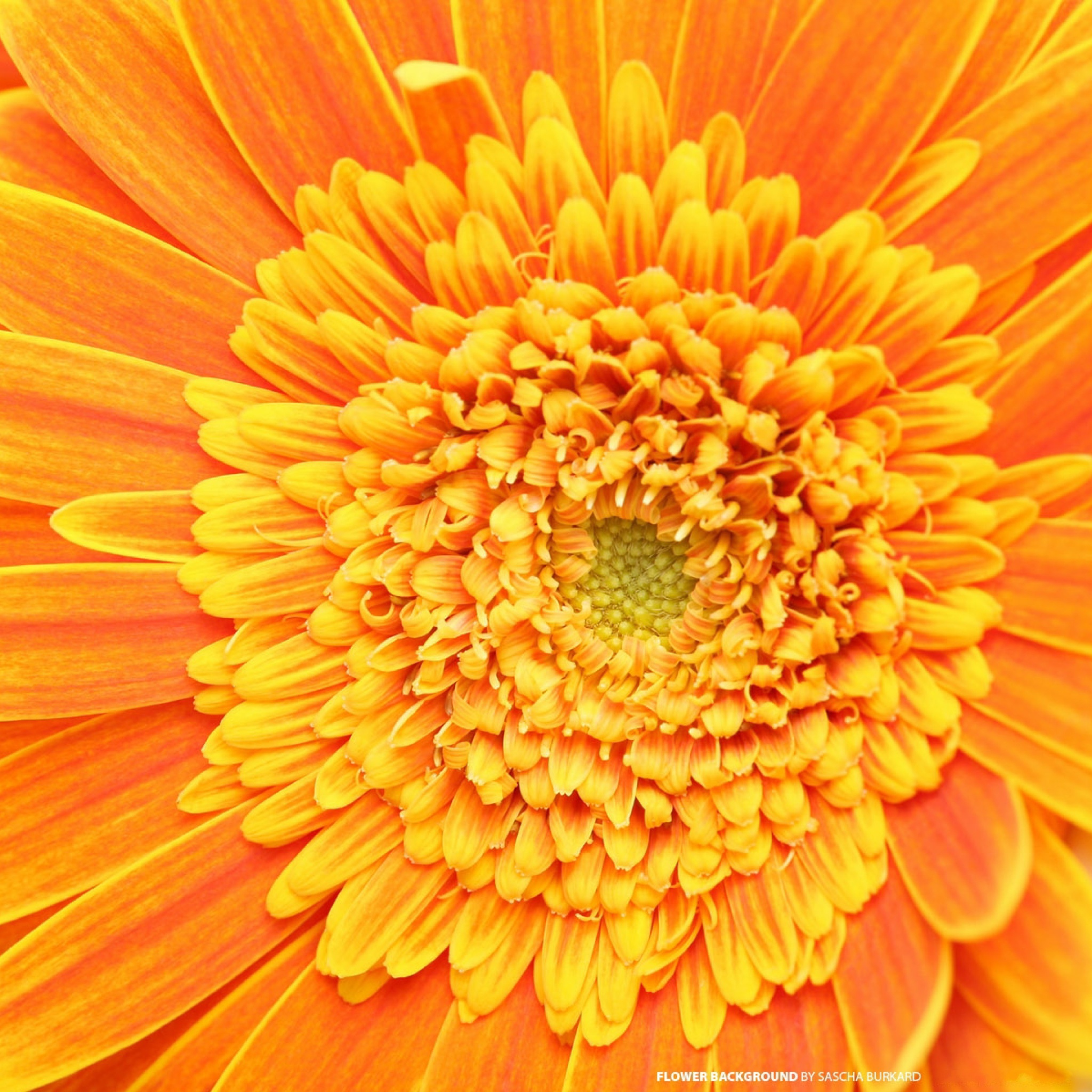 Обои Closeup Orange Flower 2048x2048