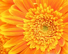 Обои Closeup Orange Flower 220x176