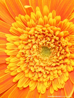 Sfondi Closeup Orange Flower 240x320