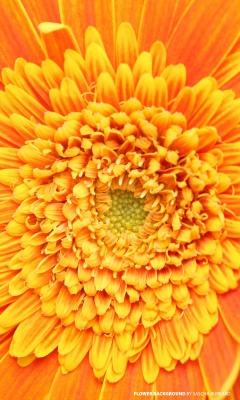 Closeup Orange Flower screenshot #1 240x400