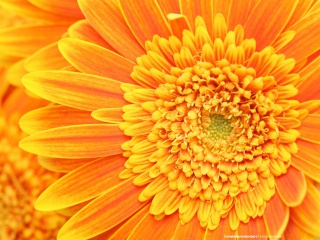 Closeup Orange Flower wallpaper 320x240