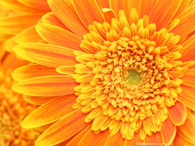 Closeup Orange Flower wallpaper 640x480