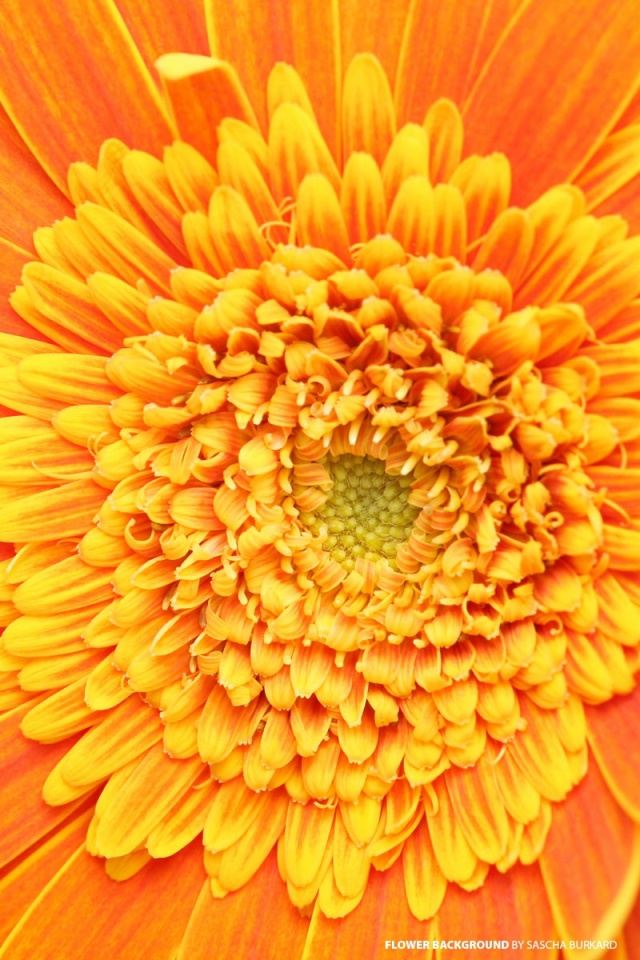 Fondo de pantalla Closeup Orange Flower 640x960