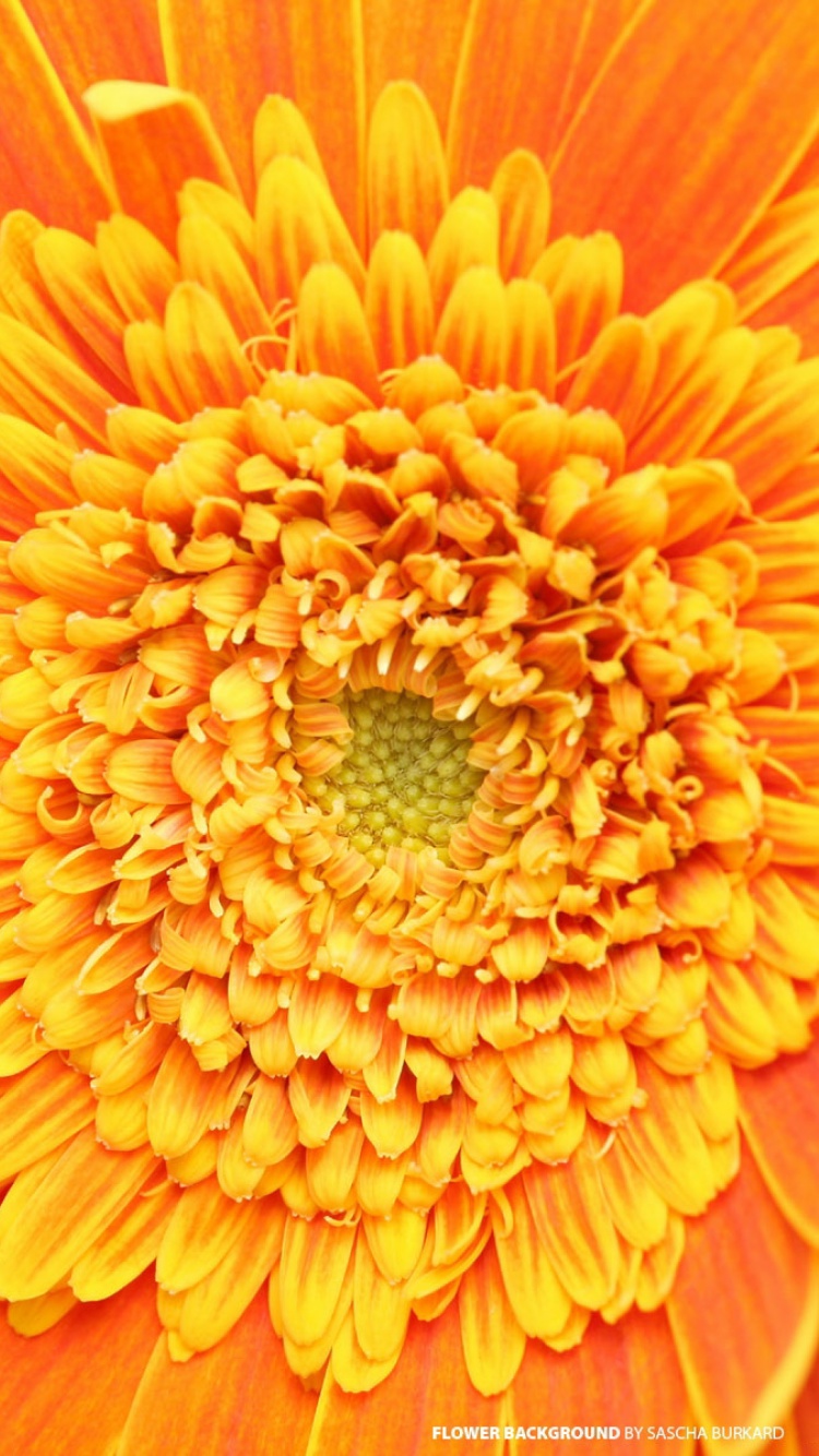 Обои Closeup Orange Flower 750x1334