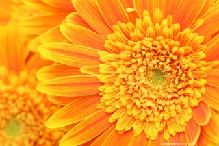 Closeup Orange Flower Wallpaper for Android, iPhone and iPad