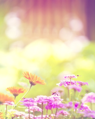 Marigold Lilac Purple Flowers - Fondos de pantalla gratis para iPhone 6