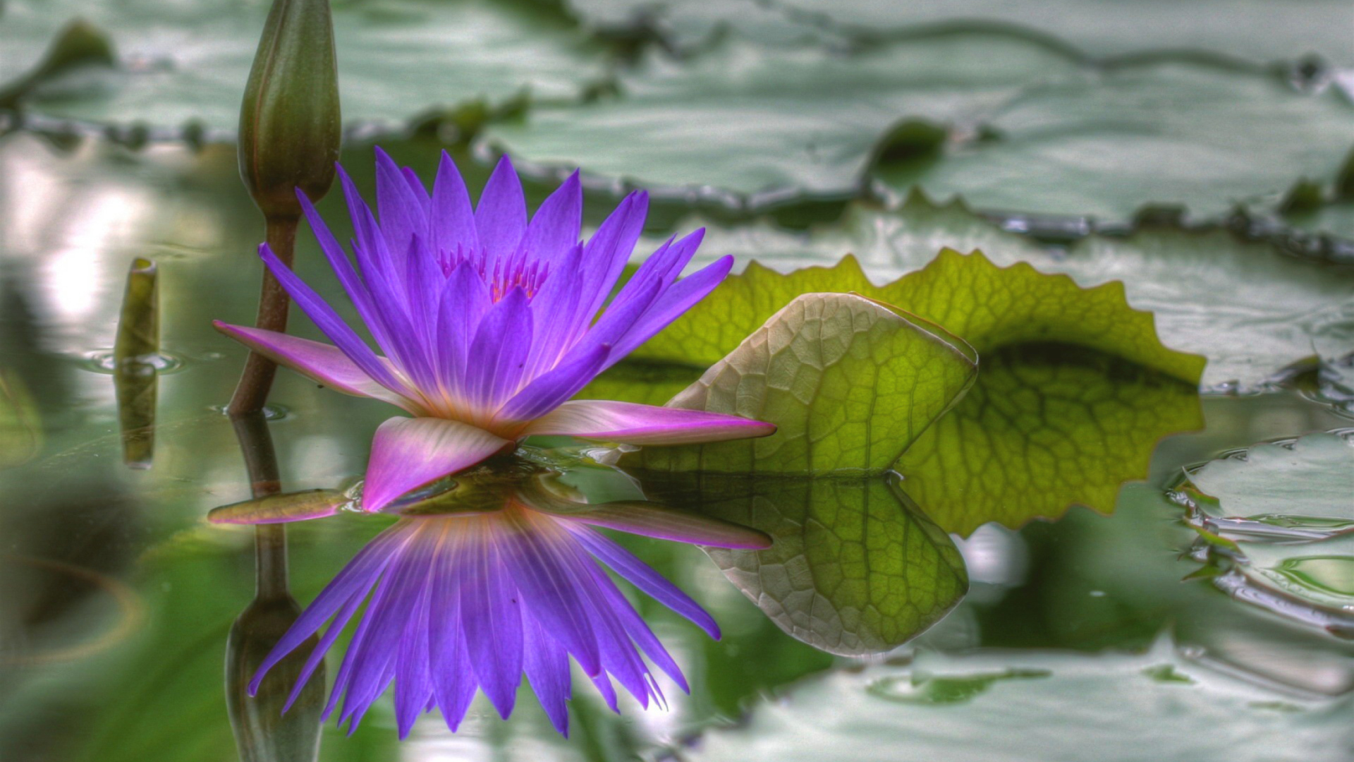 Purple Hd Lotus screenshot #1 1920x1080