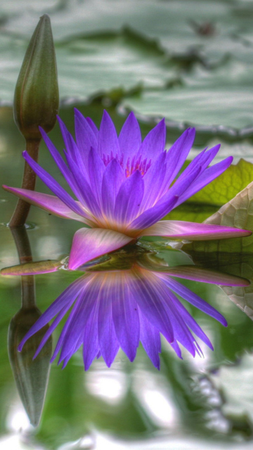 Screenshot №1 pro téma Purple Hd Lotus 360x640