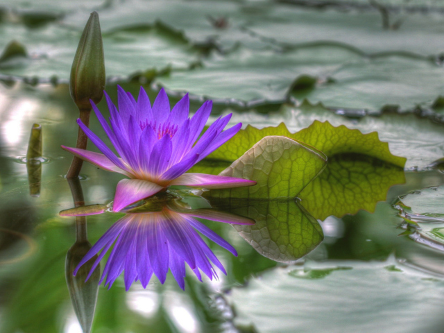 Screenshot №1 pro téma Purple Hd Lotus 640x480