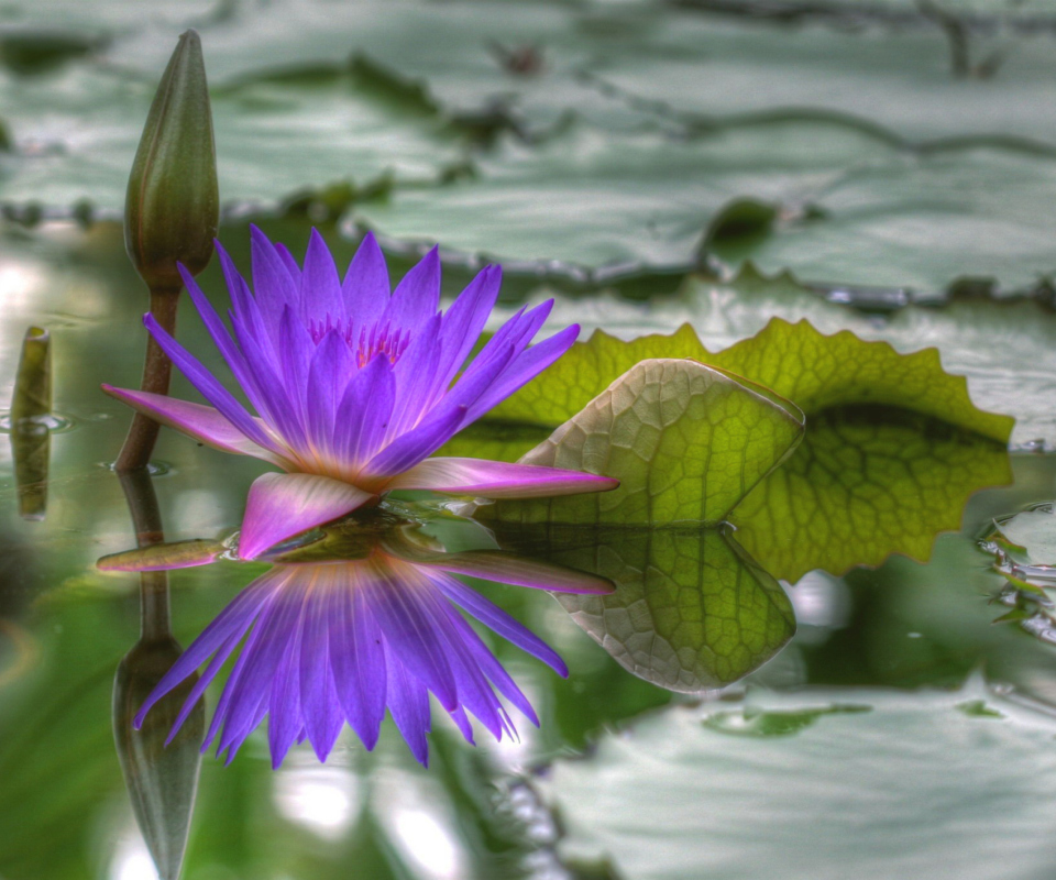 Screenshot №1 pro téma Purple Hd Lotus 960x800