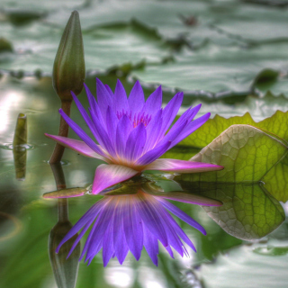 Purple Hd Lotus - Obrázkek zdarma pro 1024x1024