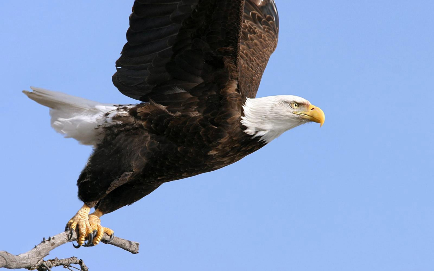 Eagle With Branch screenshot #1 1680x1050