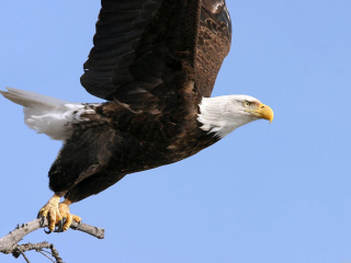 Eagle With Branch screenshot #1 320x240