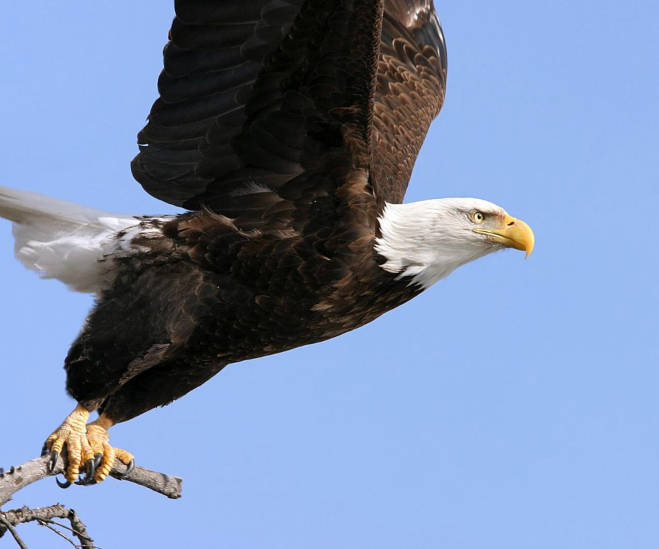 Eagle With Branch screenshot #1 960x800