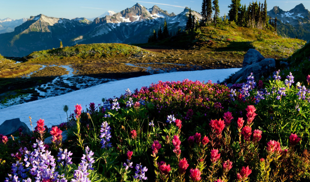 Sfondi Mountain Flowers 1024x600