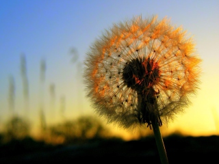 Screenshot №1 pro téma Dandelion At Sunset 320x240