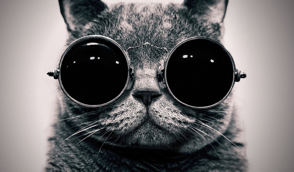 Sfondi Cat With Glasses 1024x600
