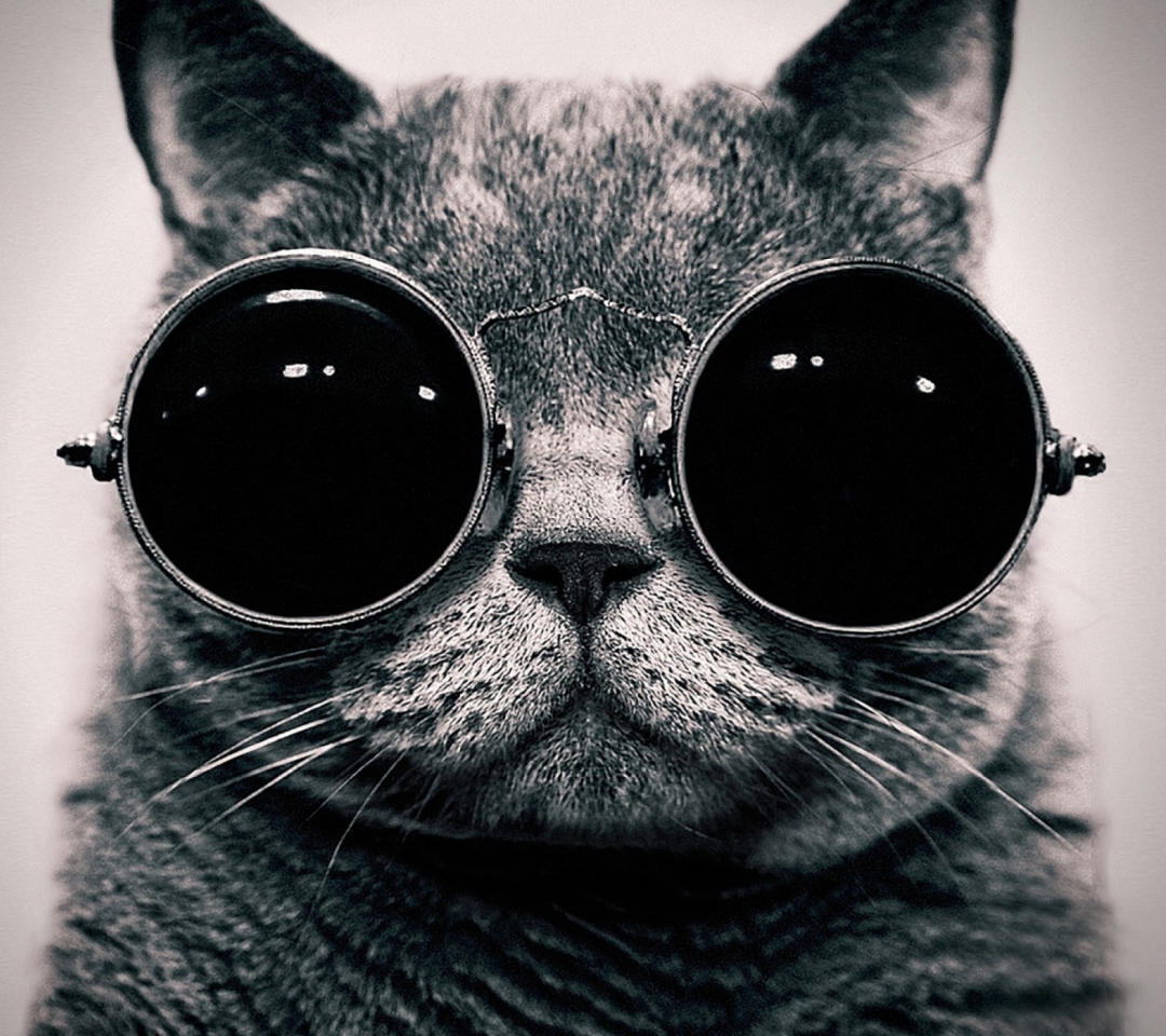 Fondo de pantalla Cat With Glasses 1080x960