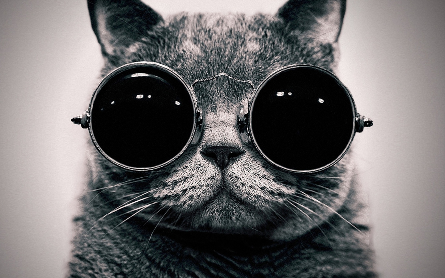 Screenshot №1 pro téma Cat With Glasses 1440x900