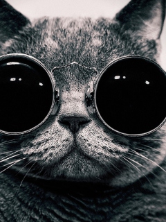 Das Cat With Glasses Wallpaper 240x320