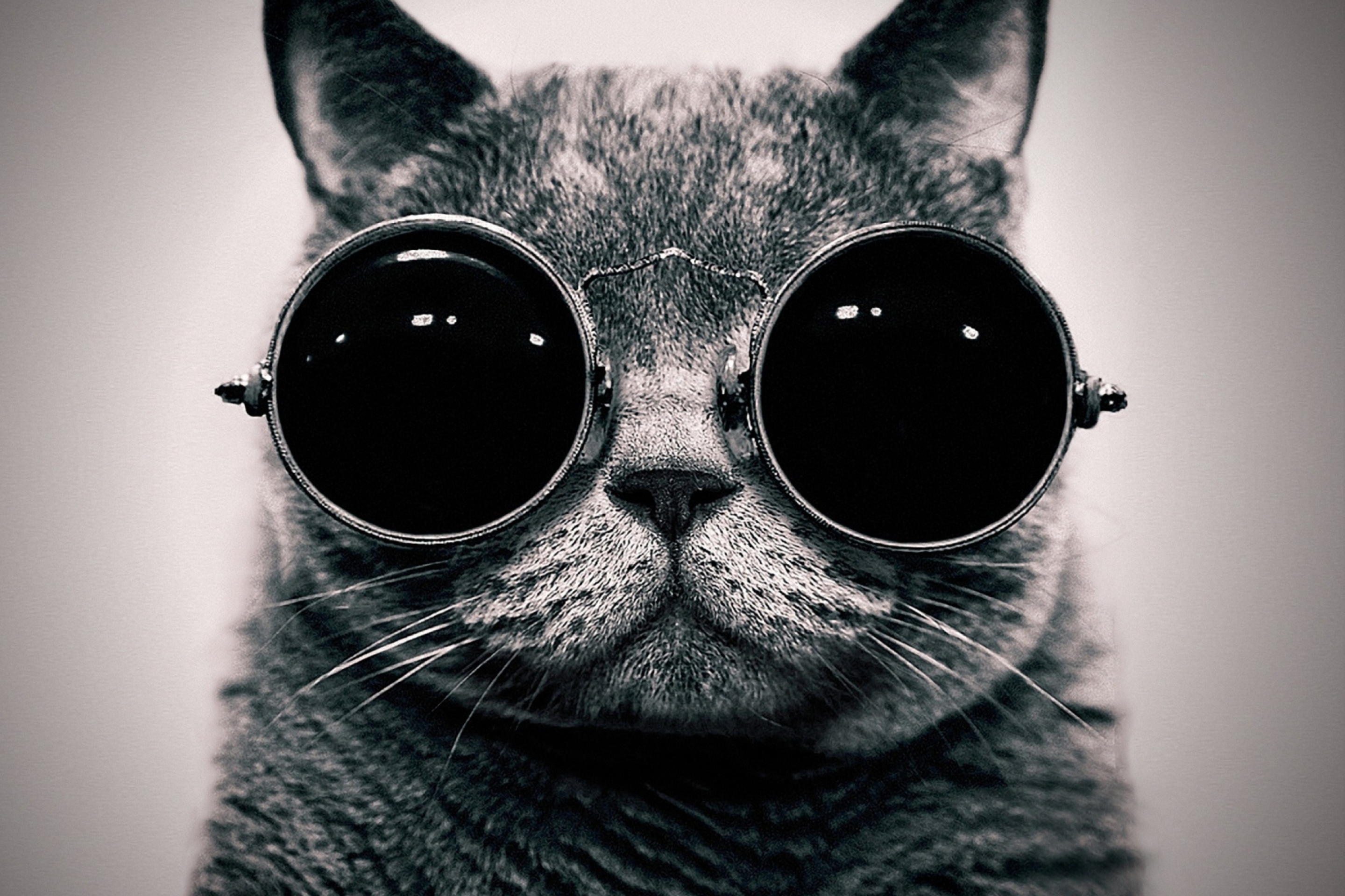 Das Cat With Glasses Wallpaper 2880x1920
