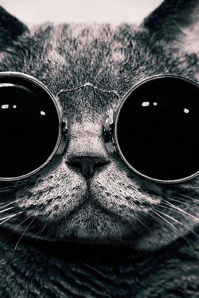 Cat With Glasses screenshot #1 640x960