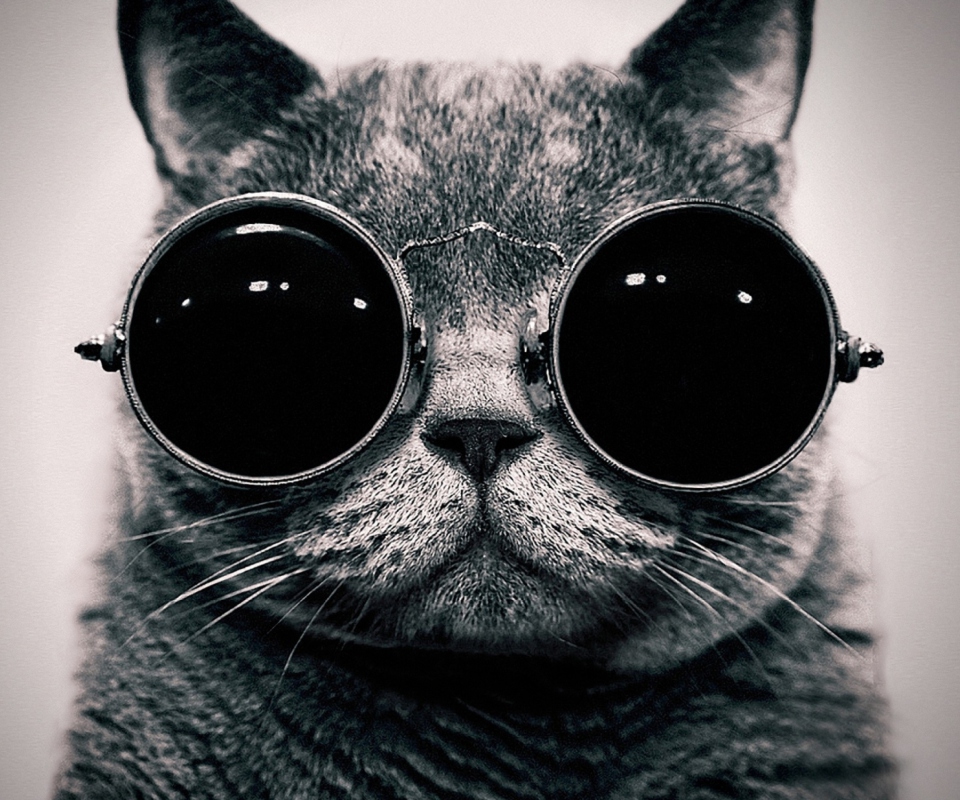 Cat With Glasses wallpaper 960x800
