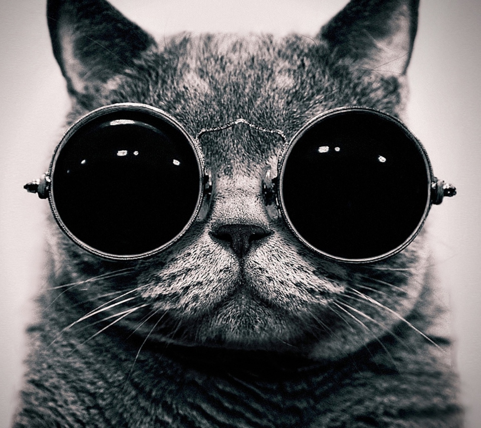Das Cat With Glasses Wallpaper 960x854