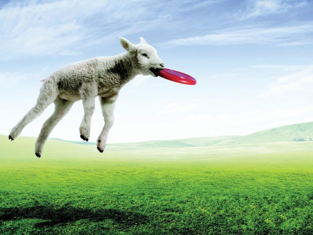 Das Lamb And Frisby Wallpaper 1024x768