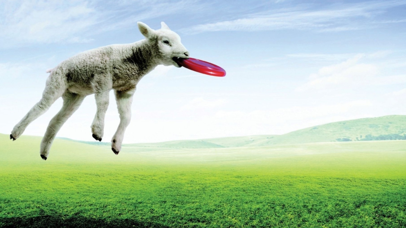 Das Lamb And Frisby Wallpaper 1366x768