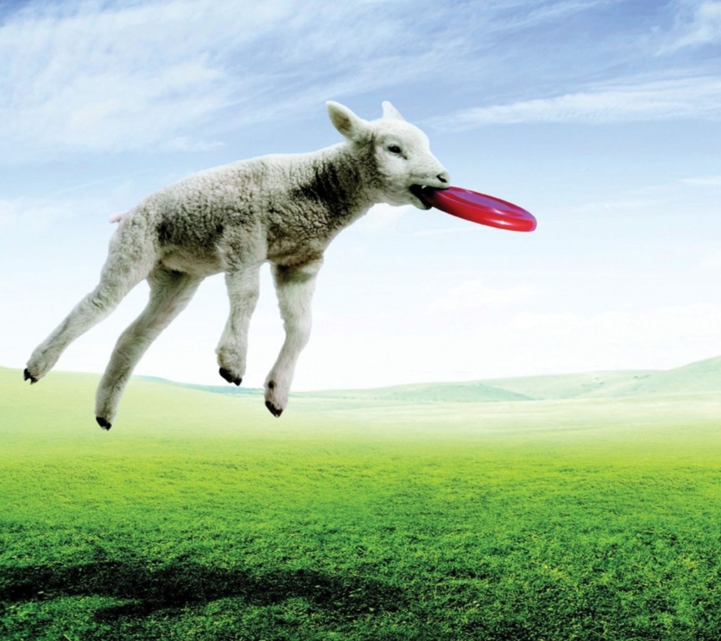 Das Lamb And Frisby Wallpaper 1440x1280