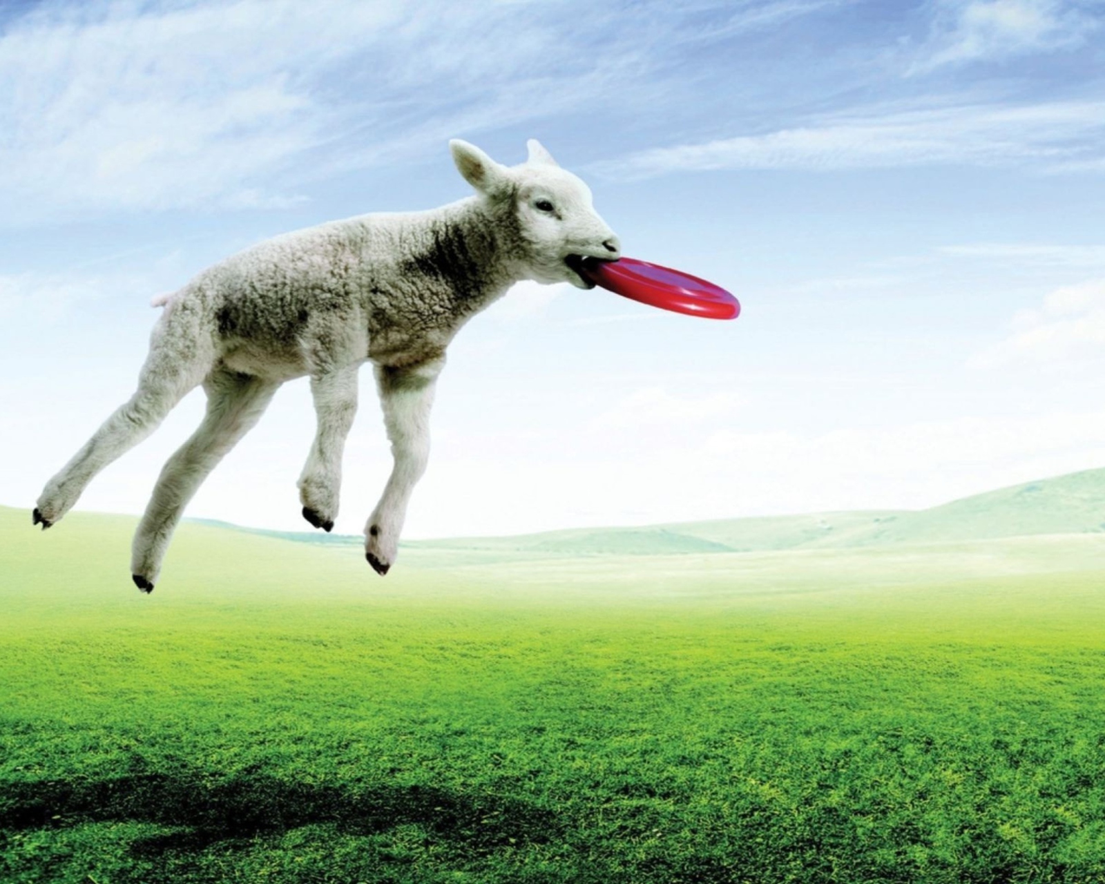 Das Lamb And Frisby Wallpaper 1600x1280