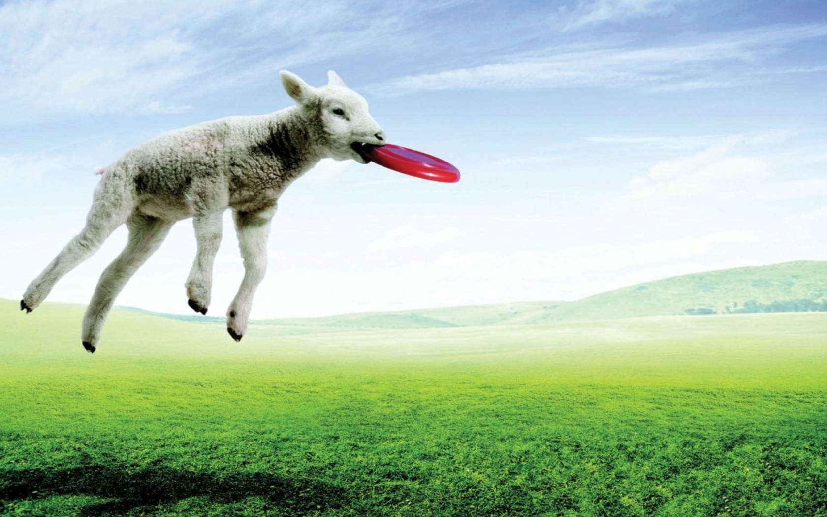 Das Lamb And Frisby Wallpaper 1680x1050