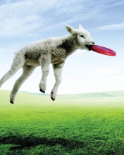 Fondo de pantalla Lamb And Frisby 176x220