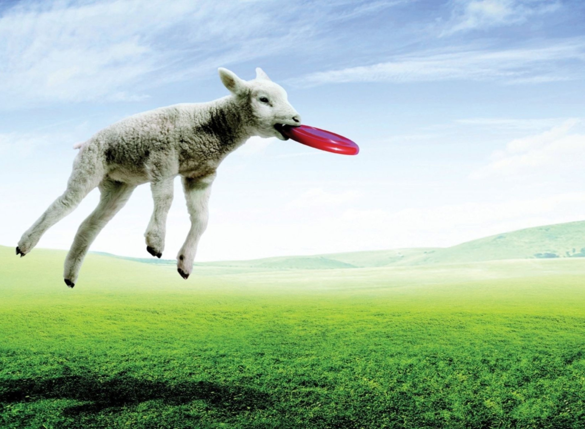 Das Lamb And Frisby Wallpaper 1920x1408