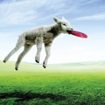 Das Lamb And Frisby Wallpaper 208x208