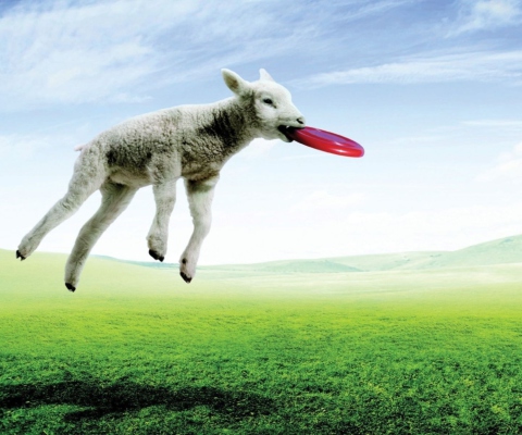 Das Lamb And Frisby Wallpaper 480x400