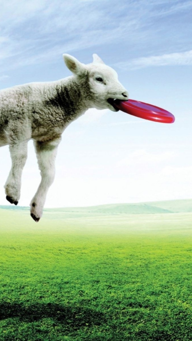 Das Lamb And Frisby Wallpaper 640x1136