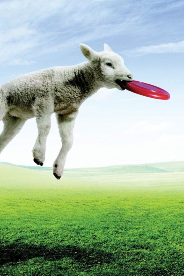 Das Lamb And Frisby Wallpaper 640x960