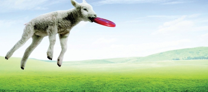 Das Lamb And Frisby Wallpaper 720x320