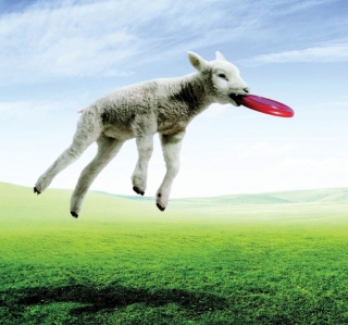 Lamb And Frisby - Obrázkek zdarma pro iPad mini