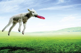 Lamb And Frisby Picture for Android, iPhone and iPad