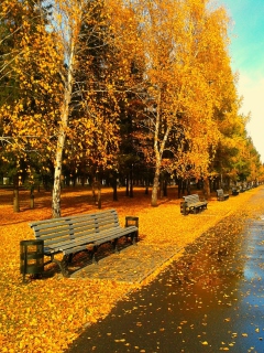 Screenshot №1 pro téma Autumn Park 240x320